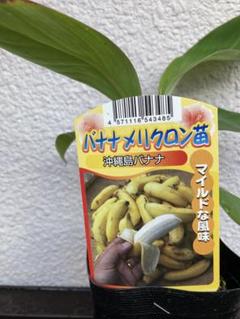 超モンスター苗、140cm◆伝統種・島バナナ◆世界一美味と記事あり　木熟もOK 超モンスター苗、140cm◇伝統種・島バナナ◇世界一美味と記事