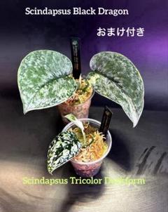 スキンダプサス　トリカラー　ダークフォーム　C1 スキンダプサス トリカラー ダークフォーム Scindapsus Tricolor