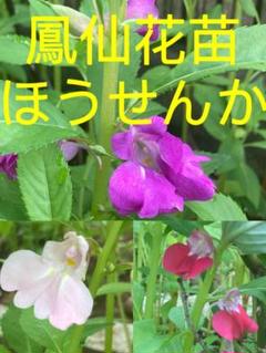 蕾これから 鳳仙花ホウセンカ苗 3本 約10cm＋ネコポス便で匿名