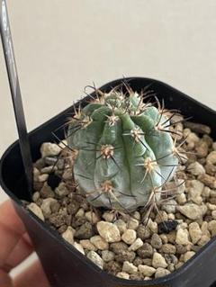 M*X様 マクドガリー 群生 実生 鉢植え メルカリ便送料込み 白鳥 実生 鉢植えメルカリ便送料込み - メルカリ