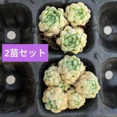 2025年最新】ラノリンボール 多肉の人気アイテム - メルカリ