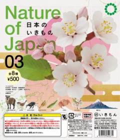 Nature of Japan 03 ソメイヨシノ