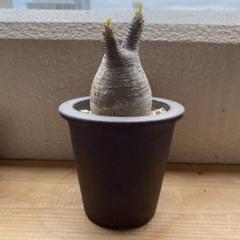 グラキリス　現地球　５本枝　まん丸　美株　コレクション 発根済 Pachypodium Gracilius パキポディウム グラキリス