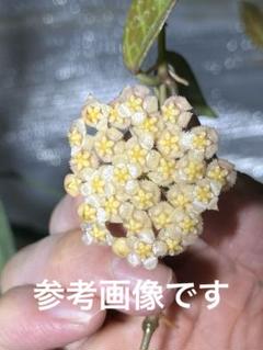 2025年最新】観葉植物 ホヤの人気アイテム - メルカリ