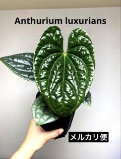 2025年最新】anthurium luxuriansの人気アイテム - メルカリ