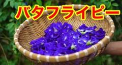 ベトナム バタフライピーの種 30粒