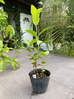 グァバ　ピンクグアバ　実生3年生苗木　熱帯果樹　観葉植物　３本セット グァバ ピンクグアバ 実生3年生苗木 熱帯果樹 観葉植物 全高