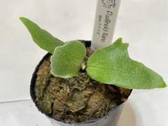 P.willinckii nano 胞子撒き spore スポア ウィリンキー 現品】ビカクシダ・ウィリンキー・ナノ 胞子培養 P. willinckii