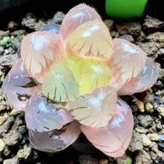 Amazon.co.jp: ハオルチア 多肉植物 紫王オブツーサ錦糊斑 自家