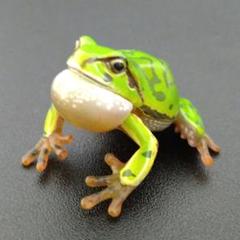 ◆数は力◆ ニホンアマガエル 018Cチョコエッグ 海洋堂 松村しのぶ ◇数は力◇ ニホンアマガエル 018Cチョコエッグ 海洋堂 松村しのぶ