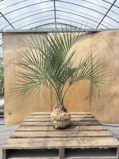 青*♪様 ココスヤシ　シルバーリーフ葉先100幹回り55cm 幹高15cm 【3 B*R様 ココスヤシシルバーリーフ葉先 【極太】170cm幹回り105cm