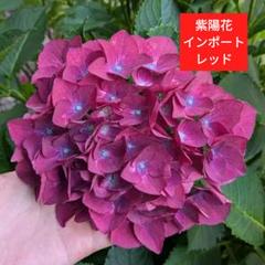 人気輸入アジサイ　挿し木苗 輸入アジサイ 挿し木苗｜Yahoo!フリマ（旧PayPayフリマ）