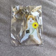 【お買い得】SOPHIA 黒柳能生 クロ ベース ピック アクリルスタンド Amazon.co.jp: SOPHIA 黒柳能生 クロちゃん ベース アクリル