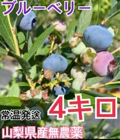 早い者勝ち！！　生ブルーベリー　4キロ　山梨県産　無農薬　常温発送 早い者勝ち！！ 生ブルーベリー 4キロ 山梨県産 無農薬 常温発送