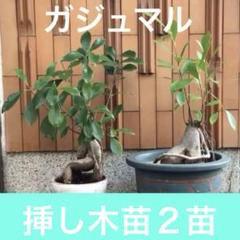 2025年最新】ガジュマル 挿し木の人気アイテム - メルカリ