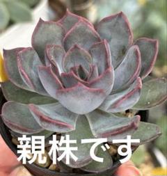 ロウルサンコさんオリジナルラベル付き☆多肉植物 ユーフォルビア たこやき Amazon.co.jp: ユーフォルビア・オベサブロー 2.5号ポット 1個