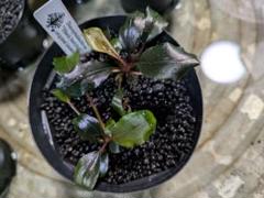 水草 Bucephalandra sp. Black herrykafa Bucephalandra sp. Dark Afika - Borneo Aquatic