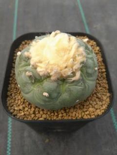 ロホホラ 疣銀冠玉の実生 鉢植えメルカリ便送料込み - メルカリ