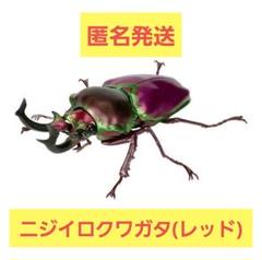 【新甲虫王者ムシキング】◆SGR ダブりなし 35種 夏限定ニジイロクワガタ等 2025年最新】SGRニジイロクワガタの人気アイテム - メルカリ