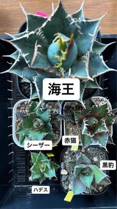 アガベ 鉢植発送 極上血統 シーザー 大株 特選 2025年最新】アガベ シーザー 大株の人気アイテム - メルカリ