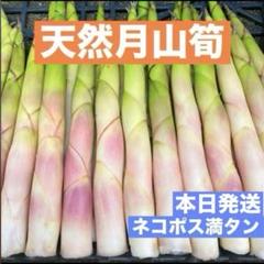 山形県産 天然月山筍 根曲がり竹 6/14大自然の凛さん採取 姫竹
