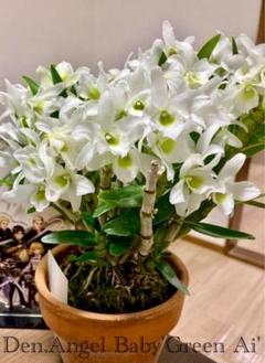 洋蘭❗希少❗東京オーキッド　デンドロビウム　リューコシアナム×シブリング 💙Dendrobium leucocyanum💙 🩵💙blooming💙🩵 青花植物最高