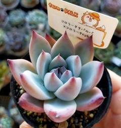ファームパルクさん苗 ピーチコロン 札付き ポットごと｜Yahoo
