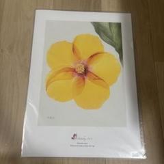 ⭐︎絵画「真上からのハイビスカス」　額縁なし　ハイビスカス　インテリア　絵画