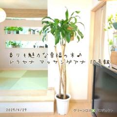 【ブランドマニア⚠広島】香りも魅力な幸福の木ドラセナマッサンゲアナ10号① ブランドマニア様専用⚠広島】香りも魅力な幸福の木ドラセナ