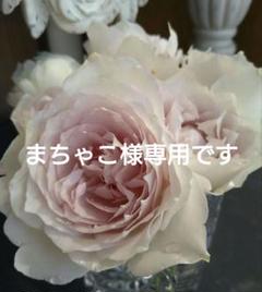バラ花苗　切り花品種　和薔薇　うらら　蕾あり　接ぎ木苗 バラ花苗 切り花品種 和薔薇 うらら 蕾あり 接ぎ木苗 - メルカリ