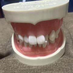 顎模型 NISSIN DENTAL MODEL Standard Teeth Model (nissin) /Dental Model - Teeth Model