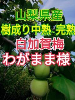 そら様樹成り中熟~完熟甲州小梅10kg 下旬頃から順次発送青梅終了
