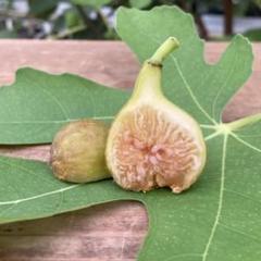 イチジク実付き大苗　 L S U Hollier LSU Hollier Fig(LSUホーリエ イチジク)の特徴・味・耐寒性