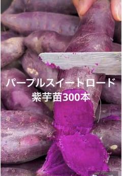 パープルスイート紫芋苗300本セール パープルスイート紫芋苗300本セール - メルカリ