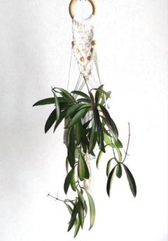 花座つき　ホヤ　ミニベル　スプラッシュ 花座つき ホヤ ミニベル スプラッシュ - メルカリ