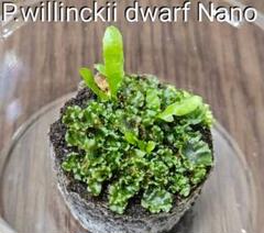 2025年最新】P.willinckii nanoの人気アイテム - メルカリ