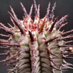独創的 ユーフォルビア ホリダ(ゼブラホリダ)/珍奇植物/多肉植物 - メルカリ その他多肉植物