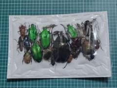 ラミレスゾウカブト　WF3 ラミレスゾウカブト Megasoma ramirezorum | 昆虫漂流記