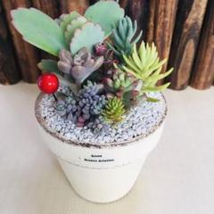 多肉寄せ植え