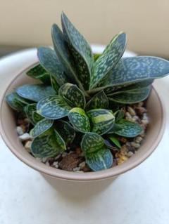 メルカリ便発送&ロウルサンコさんラベル付き☆多肉植物 ガステリア 臥牛 王頭 メルカリ便発送&ロウルサンコさんラベル付き☆多肉植物