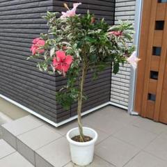 鉢花 ハイビスカス スタンド仕立て ねじり仕立て 3色咲き 8号