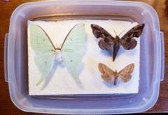 【03】蛾　未展翅標本セット Safe and secure! How to make beautiful moth specimens