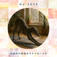 メルカリで1時間以内に売れなければ300円❗「幻のイタリアングレーハウンド」 メルカリで1時間以内に売れなければ300円❗「幻のイタリアン