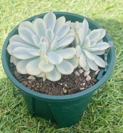 3点　ピンクミニマ覆輪錦　群生　希少　多肉植物 ピンクミニマ錦 覆輪錦 生長記録｜🍀GreenSnap（グリーンスナップ）