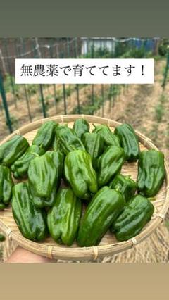 "育てたのは土と太陽”自然栽培ピーマン 1キロのサムネイル