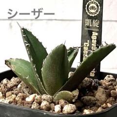 三輪　アガベ　シーザー　子株付き　メルカリ便 三輪様専用 アガベ シーザー 子株付き メルカリ便 - メルカリ