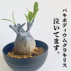 【値下げ】TOKY インディーズソフビ グラキリスちゃん 多肉植物 ソフビ製グラキリスちゃん (Clear Green) | 多肉植物・特別な鉢