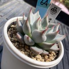 楽天市場】多肉植物 yukエケベリア 雪蜂 多肉植物 優木園さんの