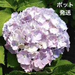 2025年最新】輸入アジサイ 苗の人気アイテム - メルカリ