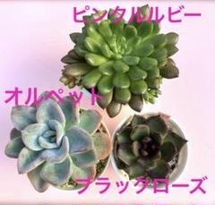 お取り置き専用　多肉植物　オルペット錦　他 2025年最新】多肉植物オルペットの人気アイテム - メルカリ